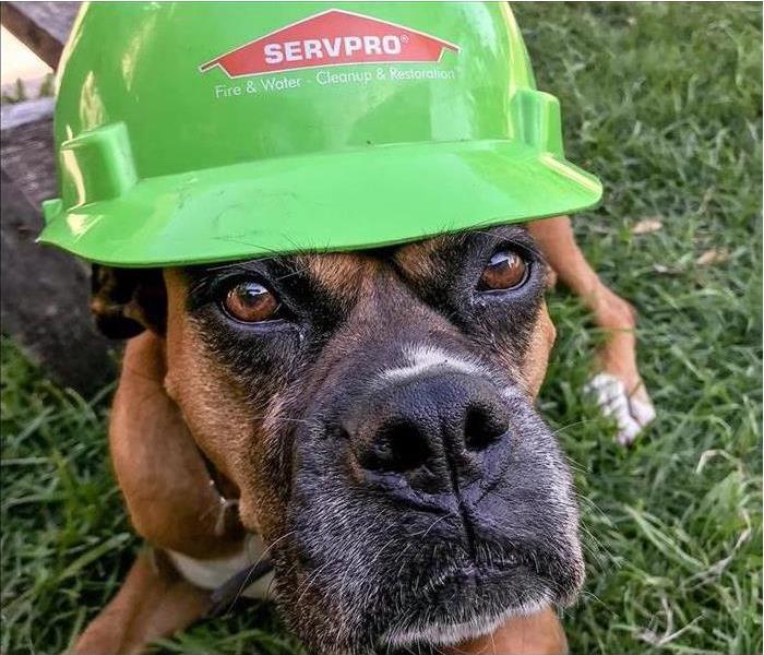 brown boxer dog with a green SERVPRO hardhat on