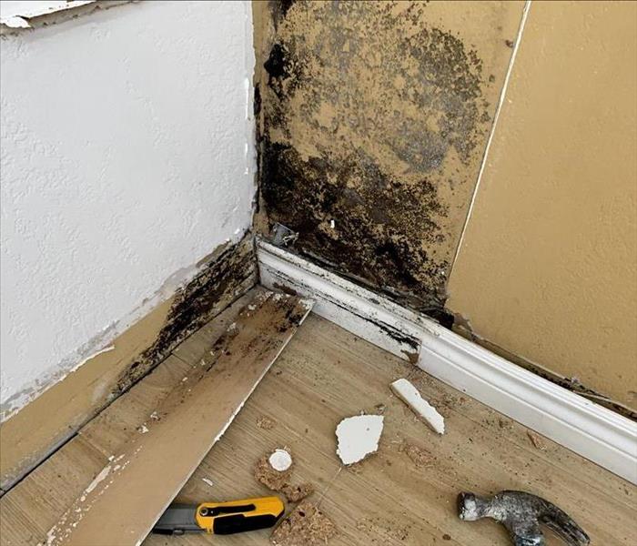 Visible mold on brown wall and under baseboard