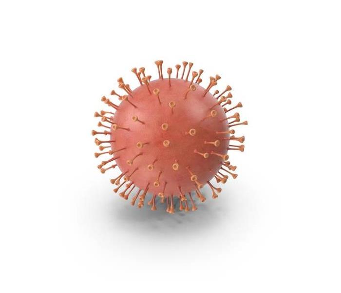 Corona virus cell