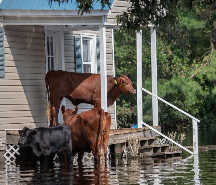 Cows stand on a porch over a flooded street